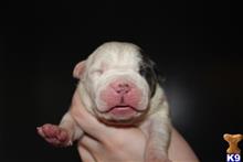 american bully puppy posted by TillmanKennels