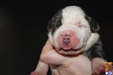 american bully puppy posted by TillmanKennels