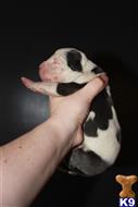 american bully puppy posted by TillmanKennels