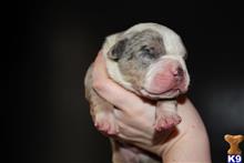 american bully puppy posted by TillmanKennels