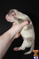 american bully puppy posted by TillmanKennels
