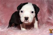 american bully puppy posted by TillmanKennels