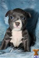 american bully puppy posted by TillmanKennels