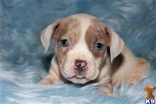 american bully puppy posted by TillmanKennels