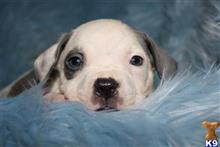 american bully puppy posted by TillmanKennels