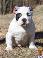 american bully puppy posted by TillmanKennels