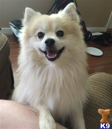 pomeranian stud fee pomeranian stud attack 4 years pomeranian stud fee pomeranian stud attack 4 years