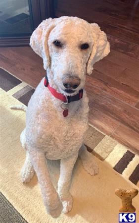 Aussiedoodle stud dog