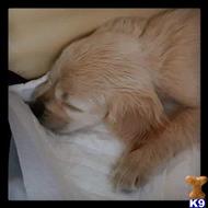 Lakota available Cocker Spaniel puppy located in San Luis Obispo