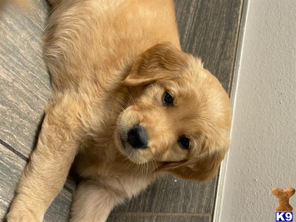 Golden Retriever puppy for sale
