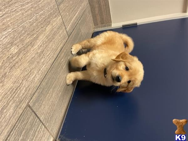 Golden Retriever puppy for sale