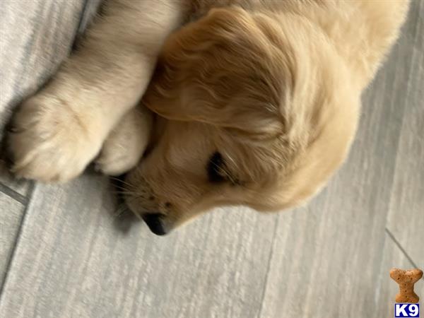 Golden Retriever puppy for sale