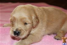 golden retriever puppy posted by Tjgaray
