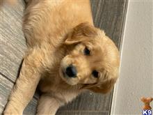 golden retriever puppy posted by Tjgaray