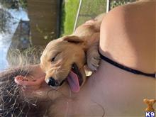 golden retriever puppy posted by Tjgaray