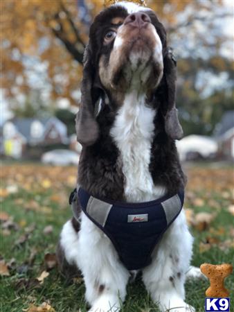 American Cocker Spaniel stud dog