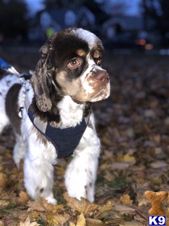 American Cocker Spaniel stud dog