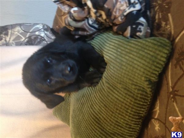 labrador retriever puppy posted by Tlythgoe1975
