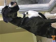 Boxer