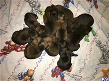 belgian malinois puppy posted by TonySouthard
