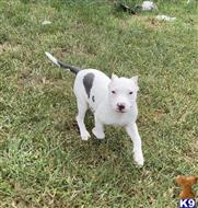 american bully puppy posted by Tonylegacy