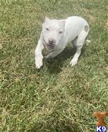 american bully puppy posted by Tonylegacy