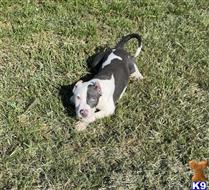 american bully puppy posted by Tonylegacy