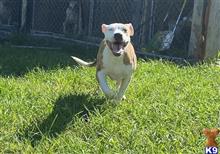 american pit bull puppy posted by Tonylegacy