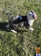 american pit bull puppy posted by Tonylegacy