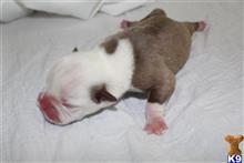 old english bulldog puppy posted by TopDawgBullz