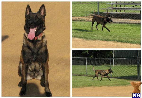 belgian malinois puppy posted by TopGunK9