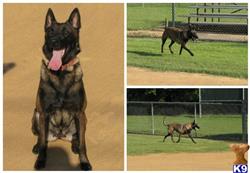 belgian malinois puppy posted by TopGunK9