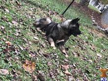 Zeus available Akita puppy located in ASHEBORO