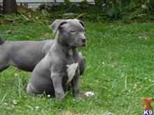 Do Male Dogs Get Int Do Male Dogs Get Int