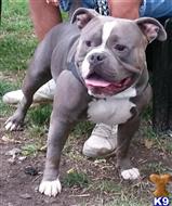 Mason available American Bulldog puppy located in Mansfield