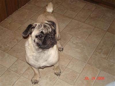 pug stud fee pug stud topher 11 years pug stud fee pug stud topher 11 years