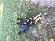 German Shepherd
