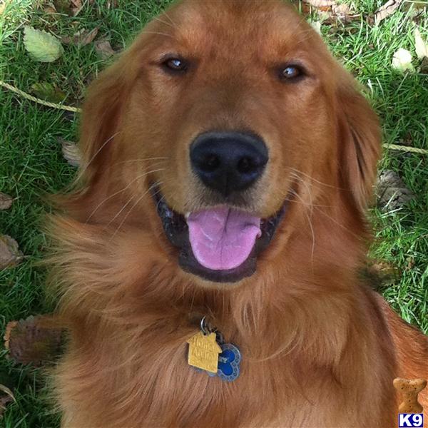golden retriever rescue spokane wa golden retriever stud in washington breeds picture golden retriever rescue spokane wa golden retriever stud in washington breeds picture