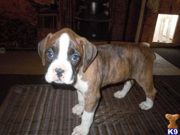 boxer puppies for sale in ri boxer puppy for sale akc boxer pups dm and cmv negative 5 years boxer puppies for sale in ri boxer puppy for sale akc boxer pups dm and cmv negative 5 years