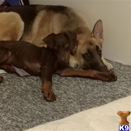 puppy scammer list 2016 german shepherd stud duke poseidon trident 19 months puppy scammer list 2016 german shepherd stud duke poseidon trident 19 months