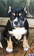 american pit bull puppy posted by Trilandbullies