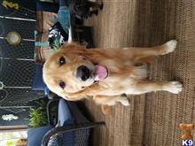 Sir Leviathin  Levi available Golden Retriever puppy located in GLEN BURNIE