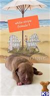american pit bull puppy posted by TropicalWinds