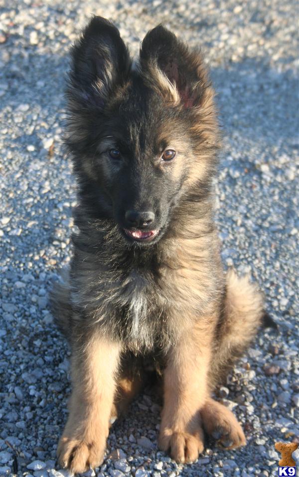 German Shepherd Puppy for Sale Long Coat Male Puppy 13 Years old