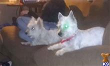 west highland white terrier puppy posted by Ttwait31