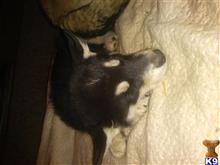 wolf dog puppy posted by Tylerstella