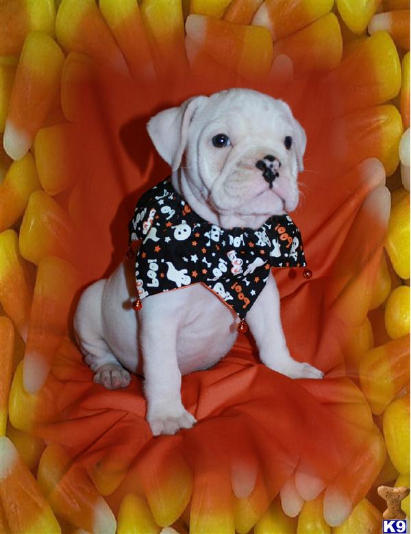 Valley Bulldog Puppy for Sale IOEBA 13 Years old