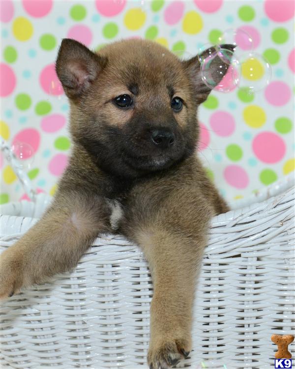 shiba inu puppies for sale in ma shiba inu puppy for sale gorgeous shiba inu puppies 6 years shiba inu puppies for sale in ma shiba inu puppy for sale gorgeous shiba inu puppies 6 years