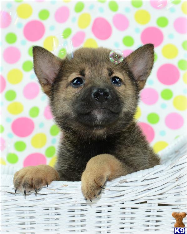 shiba inu puppies for sale in ma shiba inu puppy for sale gorgeous shiba inu puppies 6 years shiba inu puppies for sale in ma shiba inu puppy for sale gorgeous shiba inu puppies 6 years