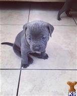 american pit bull puppy posted by Tyytonka